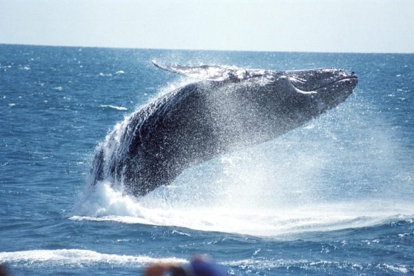 Whale Breaching Water
